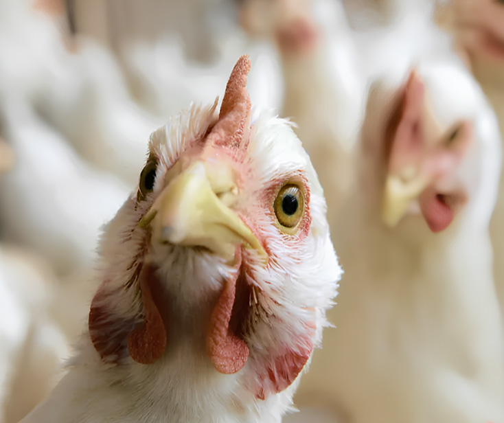 Four bidders shortlisted for Daybreak poultry partnership as turnaround gains momentum